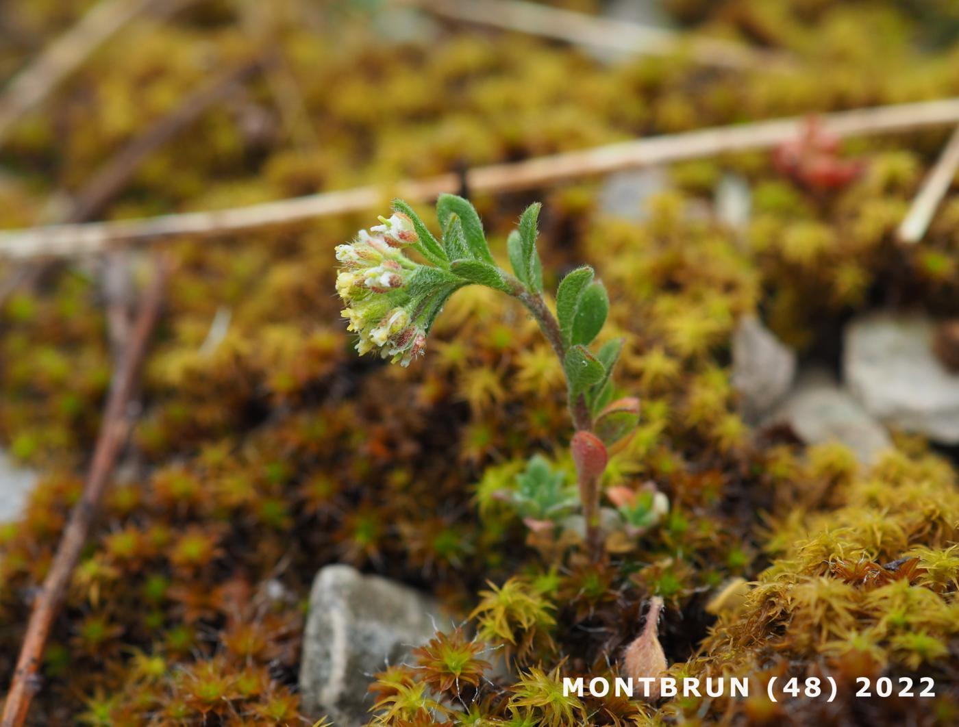 Alyssum, Small yellow plant